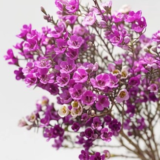 Hot Pink / Magenta Waxflower · Pink & Blush