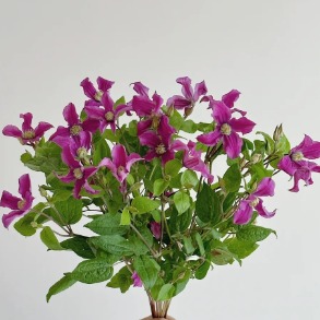 Inspiration Magenta-Purple Clematis · Purple & Lavender