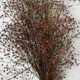 Jewels of Opar / Talinum Paniculatum Seed Sprays · Orange & Coral