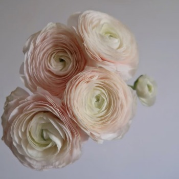Jumbo Hanoi Blush-White Cloni Ranunculus · Pink & Blush
