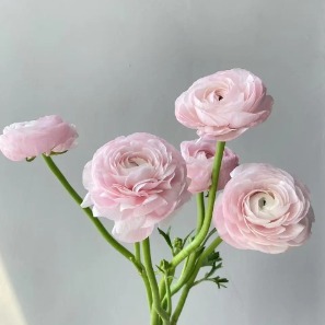 Jumbo Pink Cloni Ranunculus · Pink & Blush