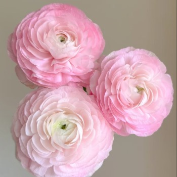 Jumbo Sakura Pink Cloni Ranunculus · Pink & Blush