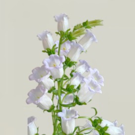 Lavender Campanula / Canterbury Bells · Purple & Lavender