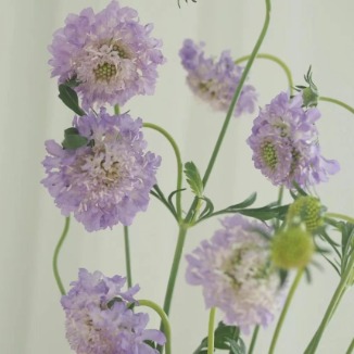 Lavender Scabiosa / Lilac Pincushion Flower · Purple & Lavender