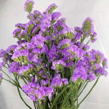 Lavender Statice / Sea Lavender · Purple & Lavender