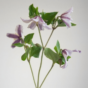 Light Lavender Standard Clematis · Purple & Lavender