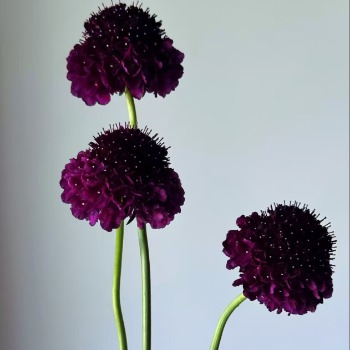 Magenta-Purple Scabiosa / Pincushion Flower · Purple & Lavender