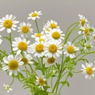 Matricaria Chamomile / German Chamomile · White & Cream