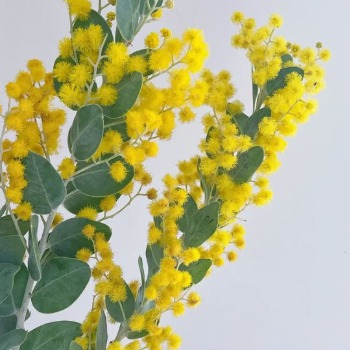 Mimosa / Golden Wattle · Yellow & Gold