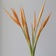 Mini Bird of Paradise / Strelitzia Parvifolia · Orange & Coral