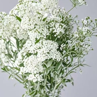 Multi-Branched Queen Annes Lace · White & Cream