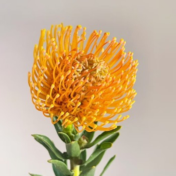 Orange Pincushion Protea / Leucospermum · Orange & Coral
