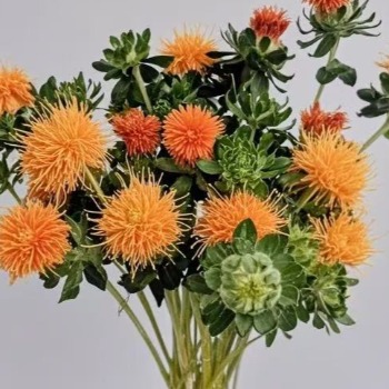 Orange Safflower / Carthamus · Orange & Coral