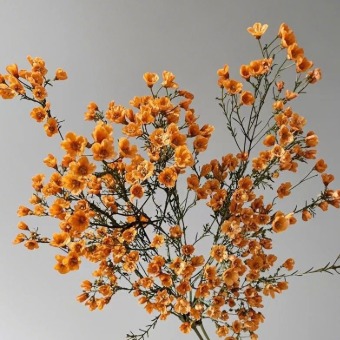 Orange Tinted Waxflower · Orange & Coral