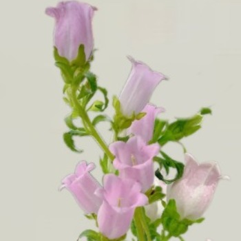 Pink Campanula / Canterbury Bells · Pink & Blush