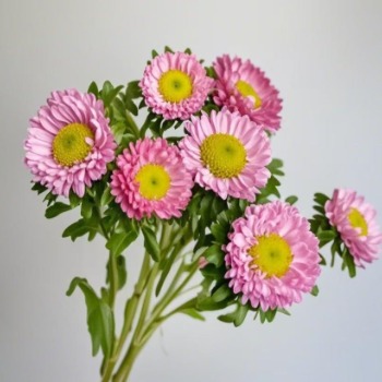 Pink China Aster / Callistephus Chinensis · Pink & Blush