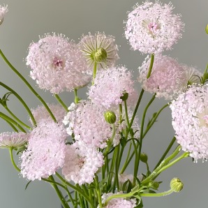 Pink Lace Flower / Didiscus · Pink & Blush