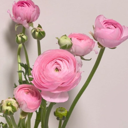 Pink Ranunculus / Persian Buttercup · Pink & Blush