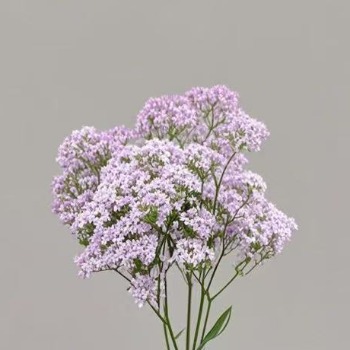 Pink Rice Flower · Pink & Blush