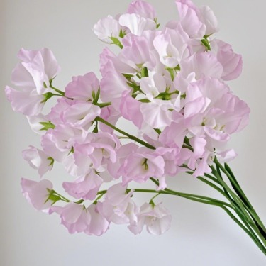 Pink Sweet Pea · Pink & Blush