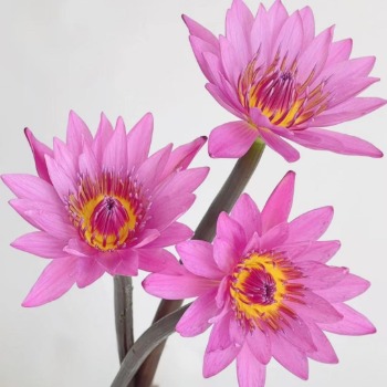 Pink Tropical Water Lily · Pink & Blush