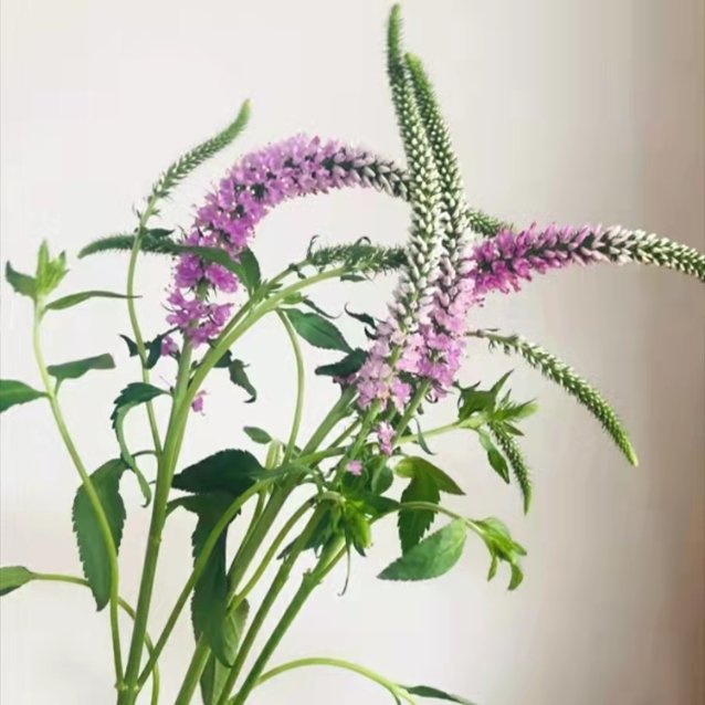 Pink Veronica / Speedwell Line Spikes · Pink & Blush