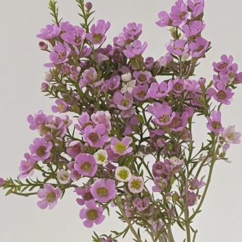 Pink Waxflower · Pink & Blush