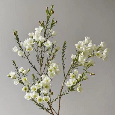 Pointed-Bud White Waxflower · White & Cream