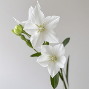 Pure White Balloon Flower · White & Cream