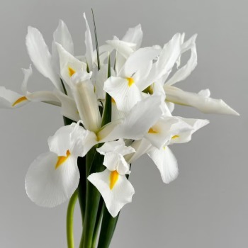 Pure White Dutch Iris · White & Cream