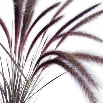 Purple-Bronze Fountain Grass · Vintage Coffee, Terracotta & Dark