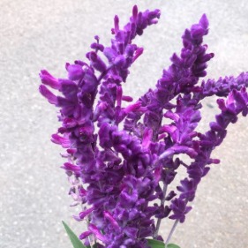 Purple Liatris / Gayfeather Bottlebrush Spikes · Purple & Lavender