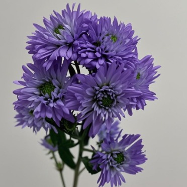 Purple Michaelmas Daisy / Peacock Aster · Purple & Lavender