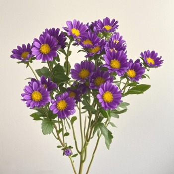 Purple Mini Daisy Mum / Petite Aster · Purple & Lavender