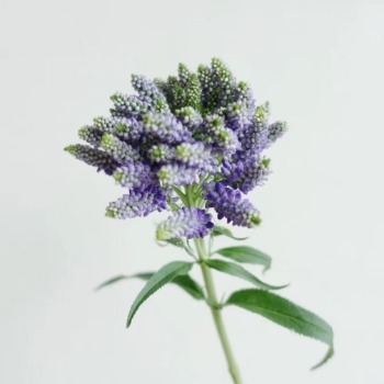 Purple Spray Veronica / Branched Speedwell · Purple & Lavender