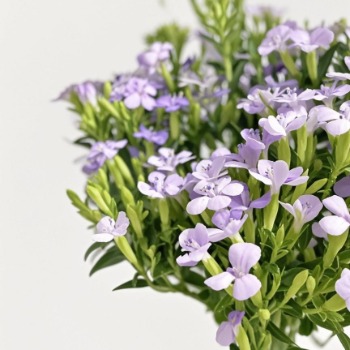 Purple Trachelium / Throatwort Cluster · Purple & Lavender