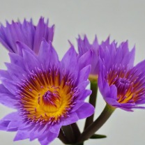 Purple Tropical Water Lily · Purple & Lavender