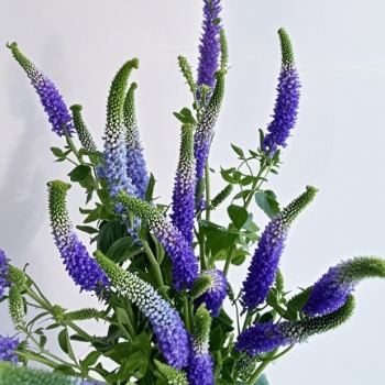 Purple Veronica / Speedwell Line Spikes · Purple & Lavender