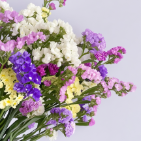 Rainbow Assorted Statice Mix · Bicolor & Multi-Color