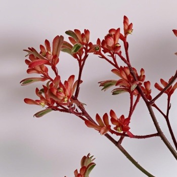 Red Kangaroo Paw · Red