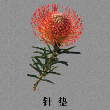 Red Pincushion Protea / Leucospermum · Red