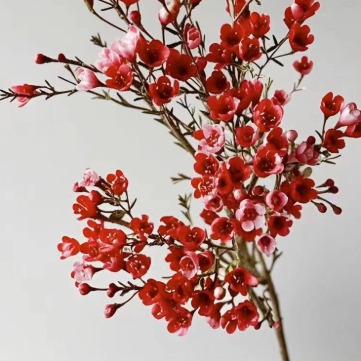 Red Waxflower · Red