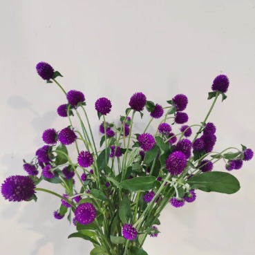 Royal Purple Gomphrena / Globe Amaranth · Purple & Lavender