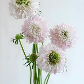 Sakura Ice Cream Pastel Pink Scabiosa · Pink & Blush