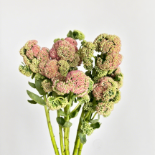 Sedum Spectabile / Autumn Joy Stonecrop · Green & Foliage