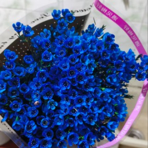 Short-Stem Blue Tinted Waxflower · Blue