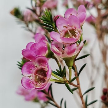 Short-Stem Large-Bloom Pink Waxflower · Pink & Blush