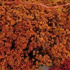 Short-Stem Orange Tinted Waxflower · Orange & Coral