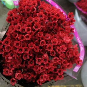 Short-Stem Red Waxflower · Red