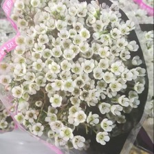 Short-Stem White Waxflower · White & Cream